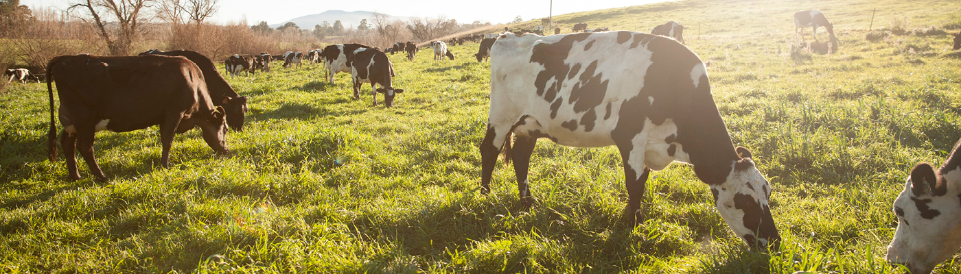 Cows grazing