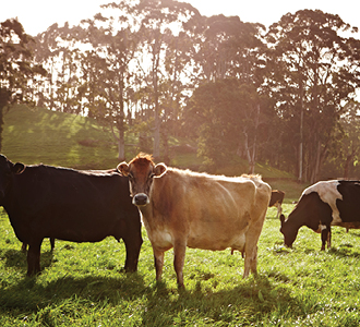 Health guru looking at camera