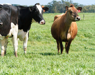 Great Ocean Road VIC Paddock to plate farm tour