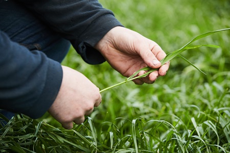 Australian sustainability